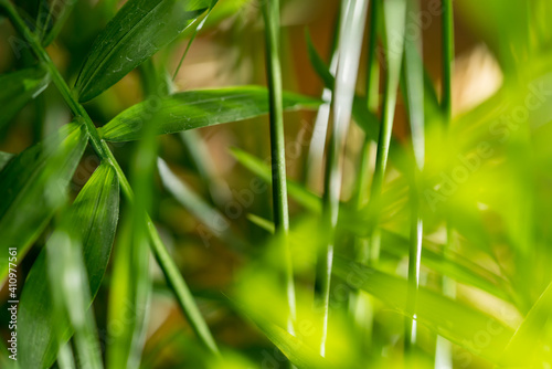 Green palm tree leaves background