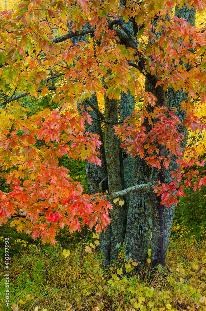 614-07 Maple Tree 614-07 Maple Tree