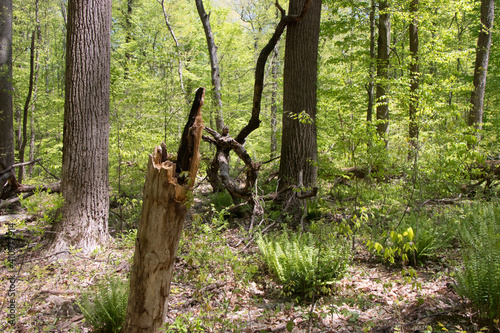 Watchung Reservation New Jersey photo