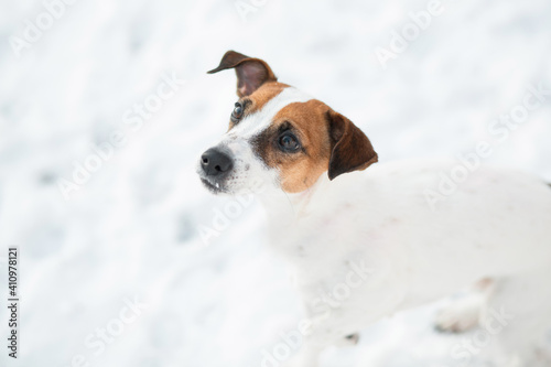 Devoted jack Russell terrier dog looking up in snow winter forest. 