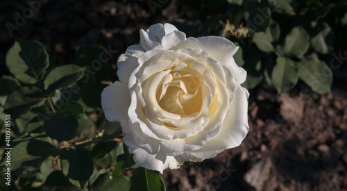 Floral. Bouquet rose. Closeup view of beautiful Rosa Elina big flower of light yellow and white petals spring blooming in the garden. photo