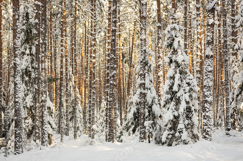 Winter forest with trees covered snow