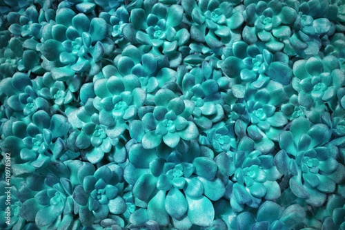 Organic natural pattern of succulent plant, blue toned © Tunatura