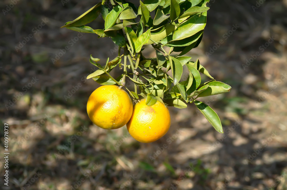 orange tree in the orchard