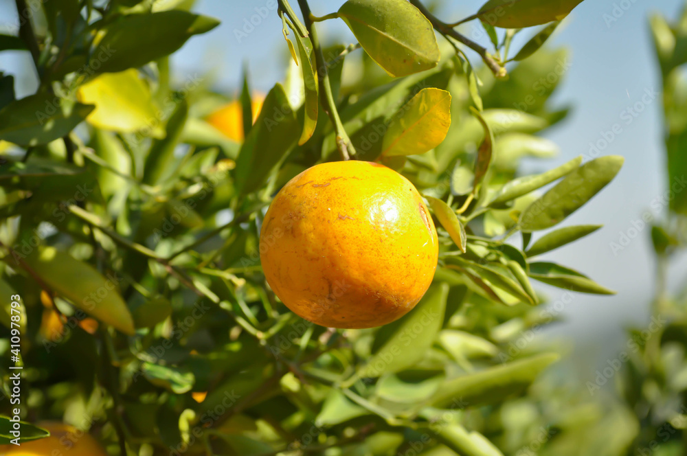 orange farm, orange tree