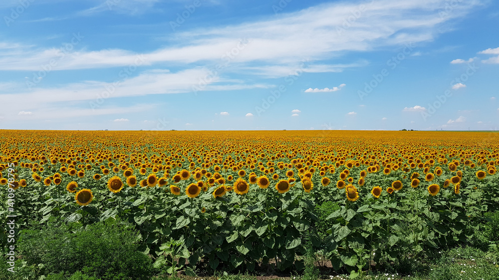 Organic farming. Rural landscape of countryside in Ukraine. Bright yellow sunflower blooming field with white clouds above horizon. Panoramic view