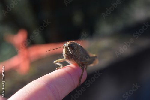 Egyptian locust (Anacridium aegyptium) on a hand photo