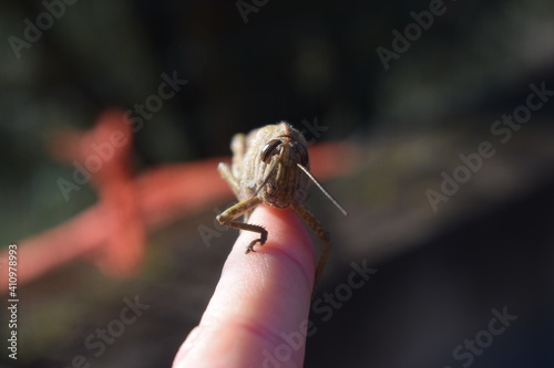 Egyptian locust (Anacridium aegyptium) on a hand photo