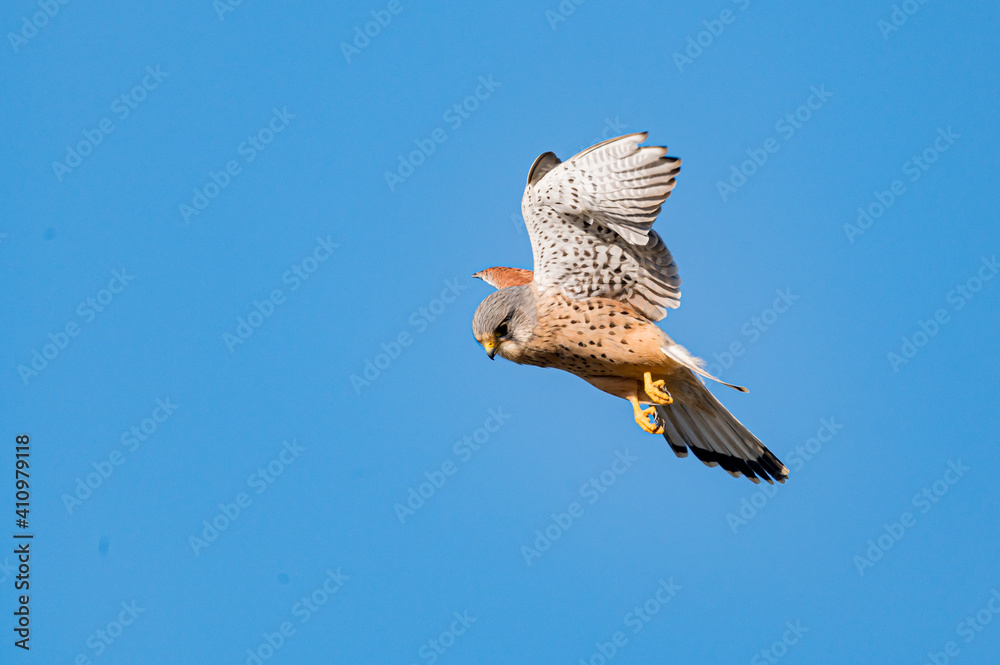 Fototapeta premium Male kestrel bird of prey, Falco tinnunculus, hovering hunting for prey