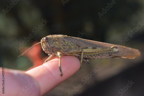 Egyptian locust (Anacridium aegyptium) on a hand photo