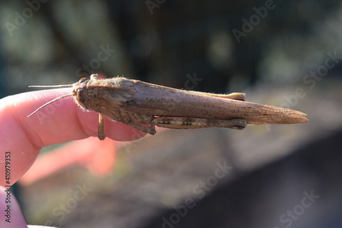 Egyptian locust (Anacridium aegyptium) on a hand photo