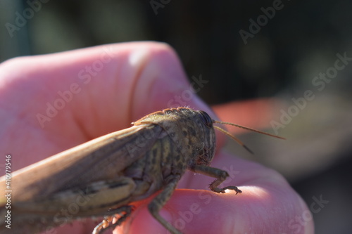 Egyptian locust (Anacridium aegyptium) on a hand photo