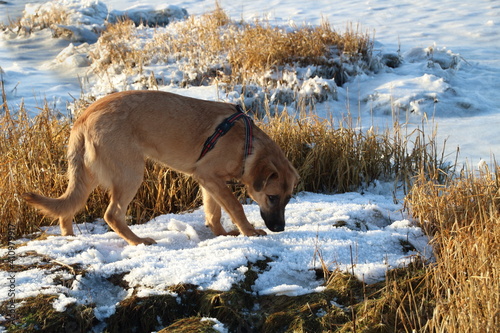 Hund schnüffelt im Schnee