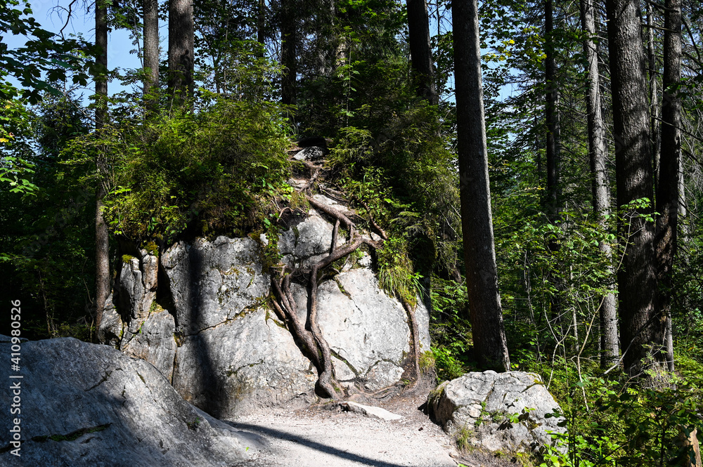 Strong roots growing on a big rock in the forest. Strong roots growing on a big rock in the forest.