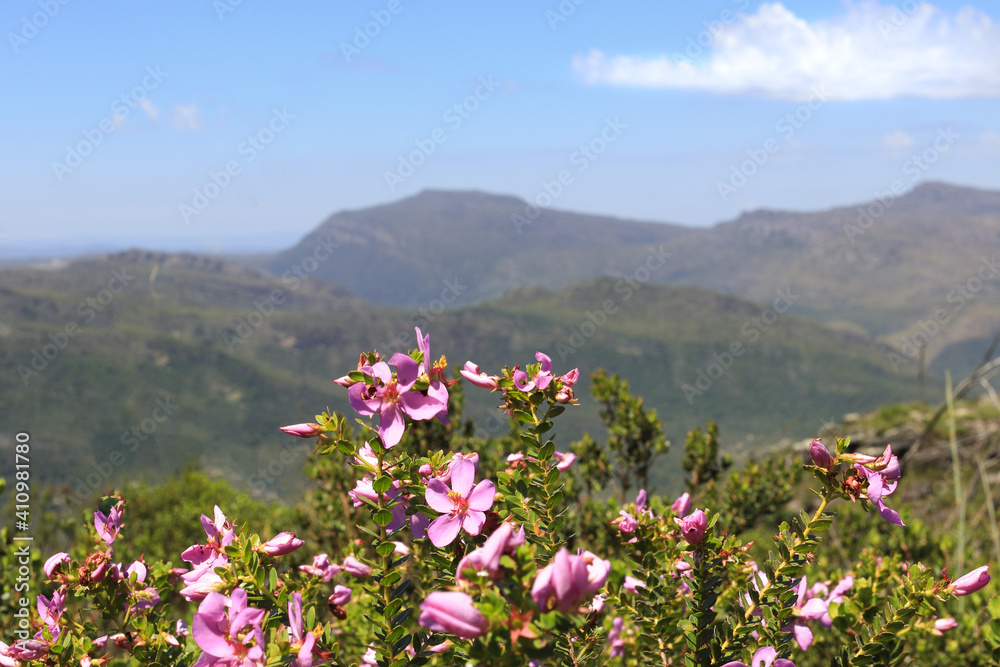 Landscape in the background with pink flowers focused in the foreground.