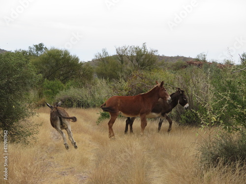 donkeys on a hiking trail close to Loreto in Baja California Sur in the month of January, Mexico