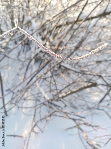 Snow and frost on the branches of trees on a frosty day.