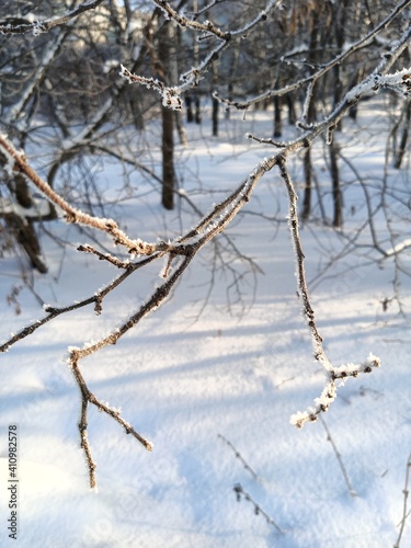 Snow and frost on the branches of trees on a frosty day.