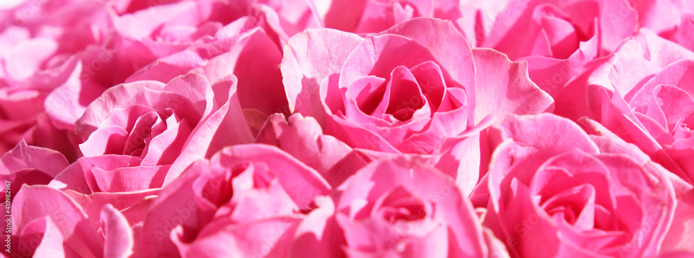 Fototapeta premium Flowers banner of pink roses