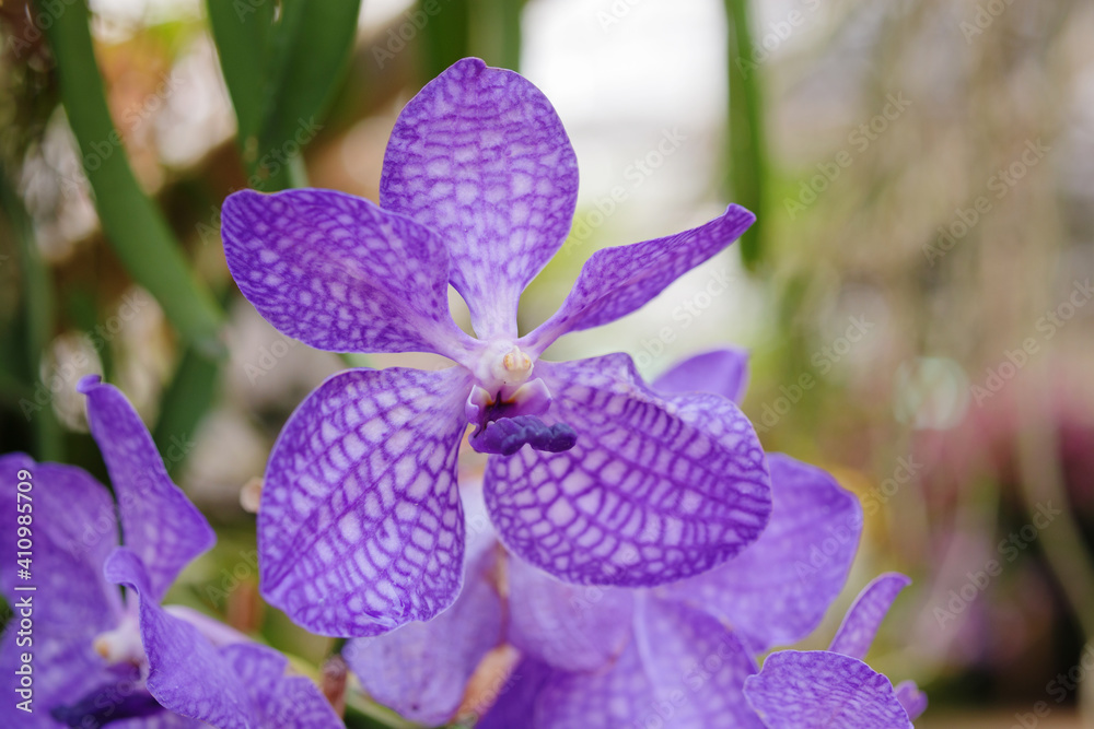 Beautiful vanda orchid flower blooming in garden floral background Beautiful vanda orchid flower blooming in garden floral background