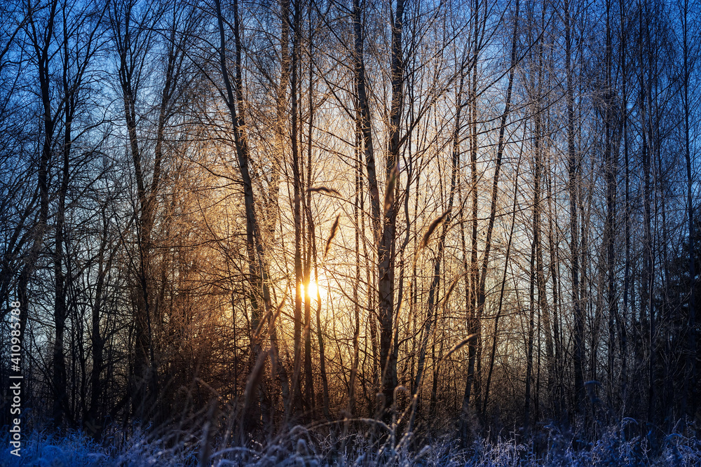 Winter sunrise. The sun shines through the branches of the trees.