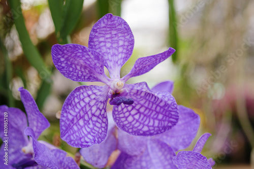 Beautiful vanda orchid flower blooming in garden floral background
