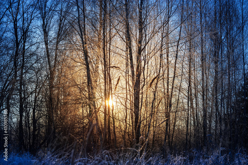 Winter sunrise. The sun shines through the branches of the trees.
