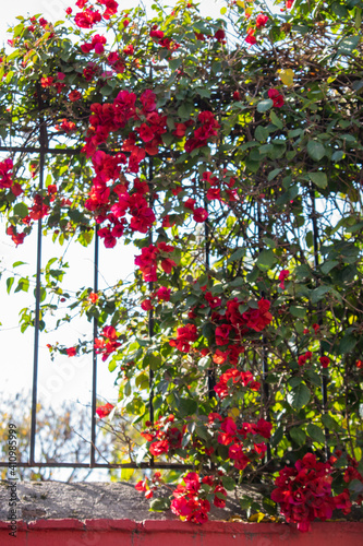 Beautiful red flowers and climbing plants on grille