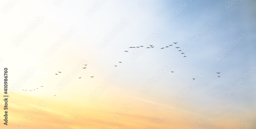 Beautiful wild scene of flock geese flying over a gradient sunset sky with clouds. Calm cloudscape with silhouette wildlife animal. Concept of freedom