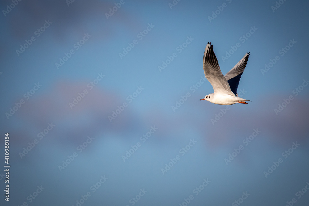 Gaviota reidora