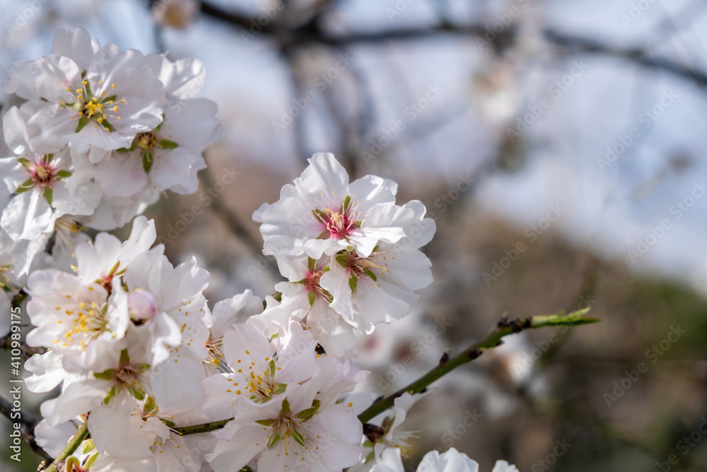 Spring blooming. Almond tree blossoming background