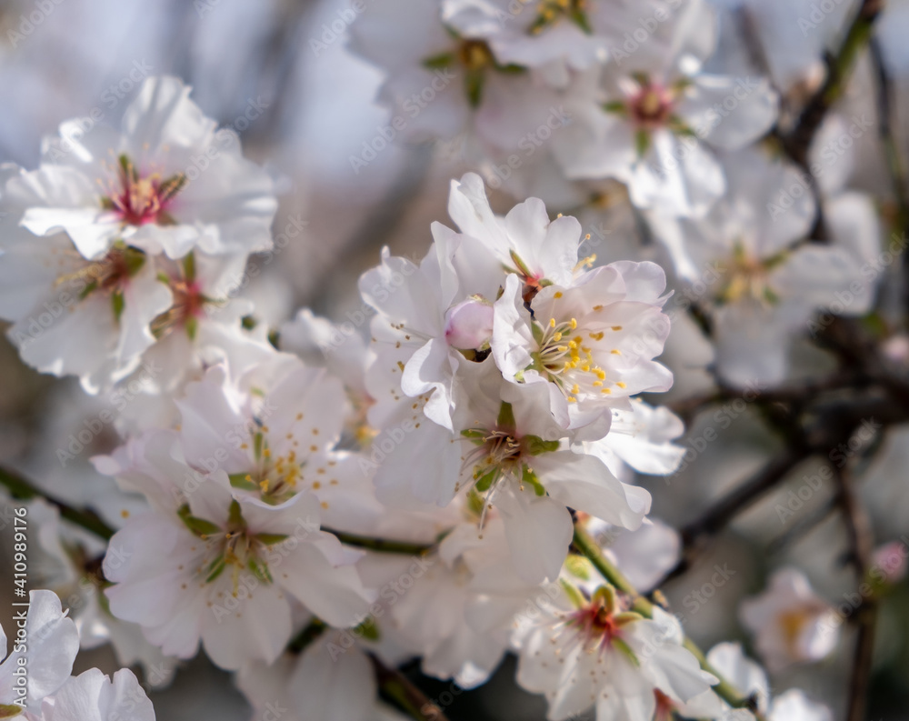 Fototapeta premium Spring blooming. Almond tree blossoming background