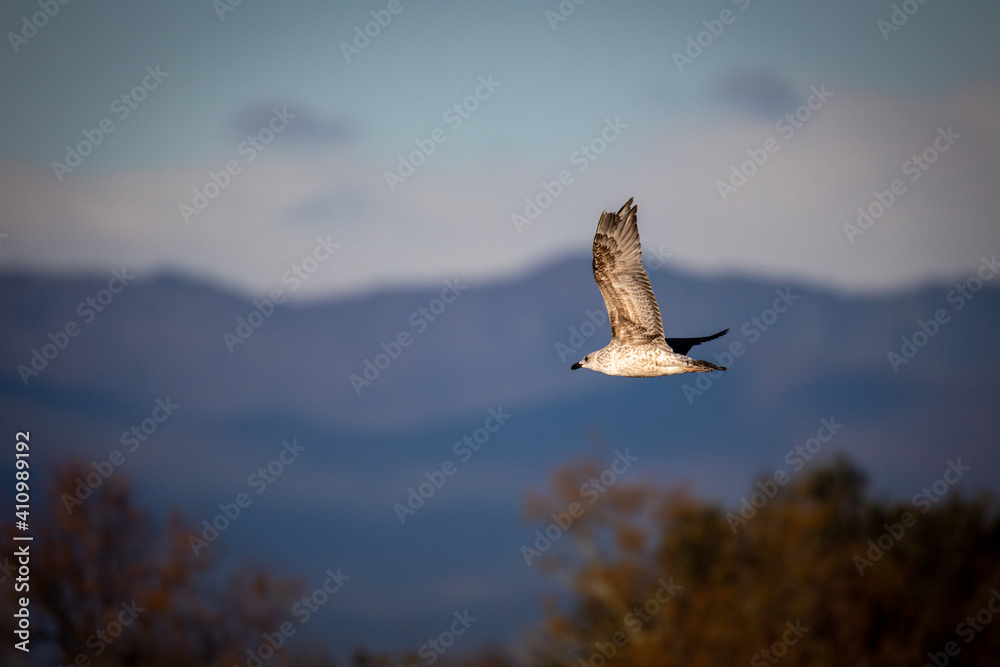Gaviota Patiamarilla juvenil en vuelo