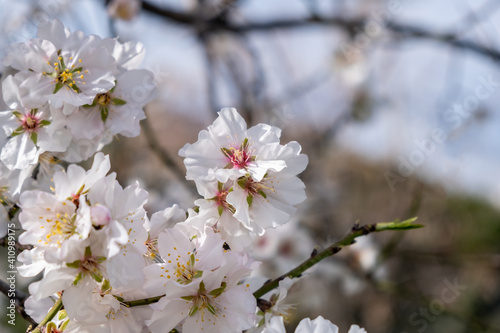 Spring blooming. Almond tree blossoming background © Rawf8