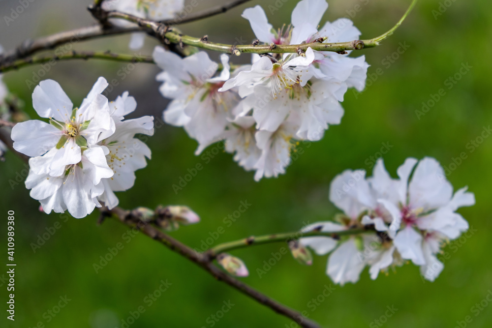Spring blooming. Almond tree blossoming closeup Spring blooming. Almond tree blossoming closeup