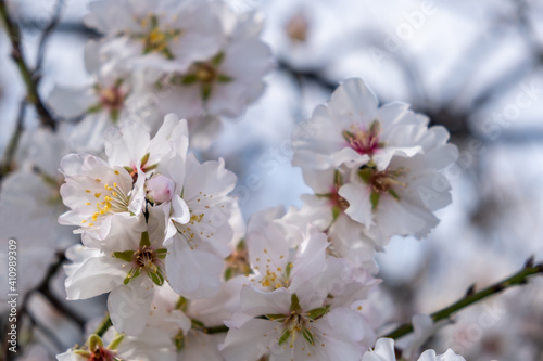 Spring blooming. Almond tree blossoming background