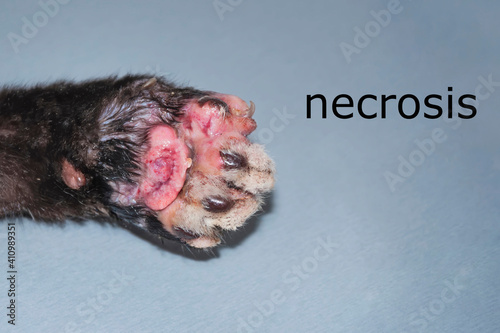 Necrosis of the bundles on the paw of a cat. photo