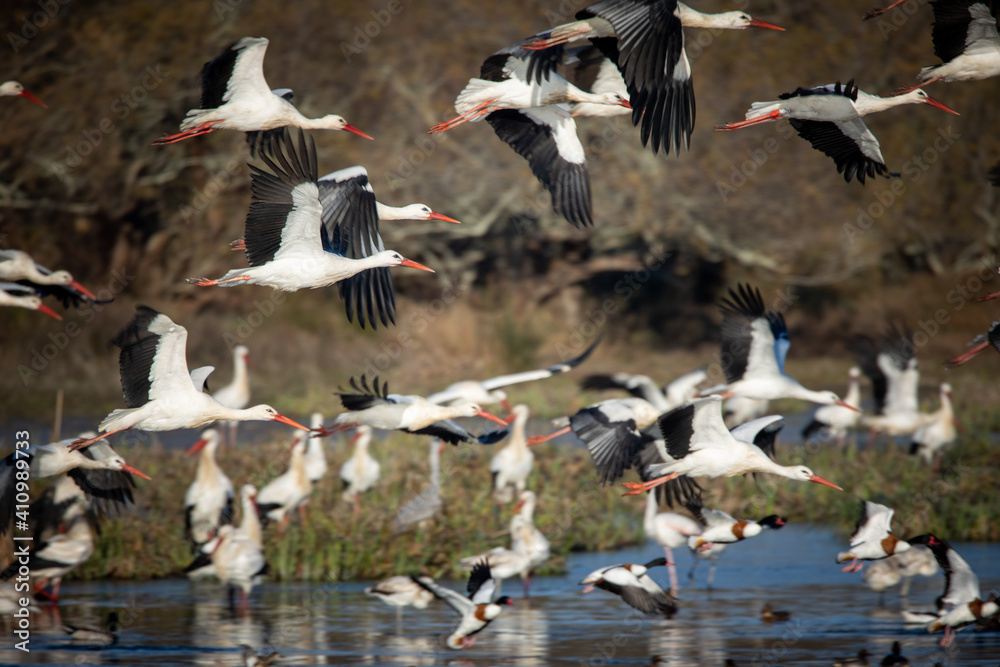 Bandada de cigüeñas arrancando el vuelo