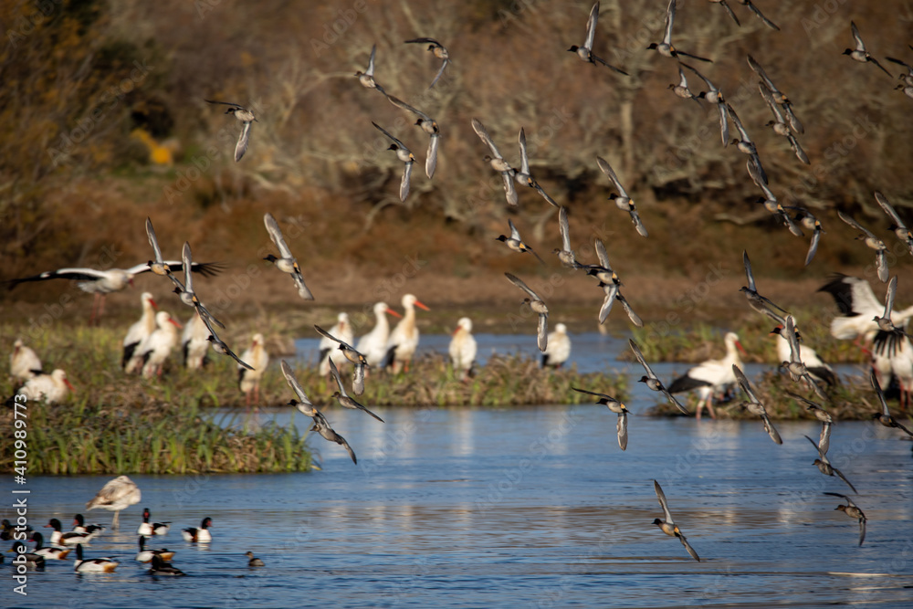 Estanys de Vilaüt, Aiguamolls de l'Empordà