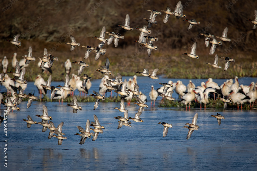 bandada de patos