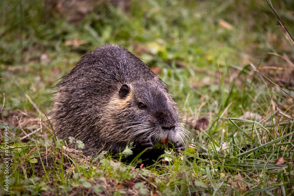 Copiú, especie invasora en Europa