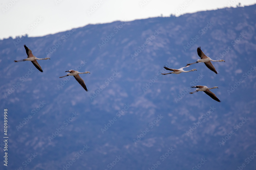 Cigüeñas volando sobre los humedales Cigüeñas volando sobre los humedales