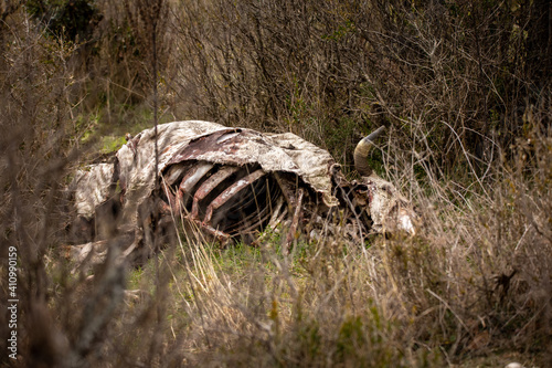 Obraz na płótnie Cadaver de vaca en el campo después del paso de los buitres w salonie