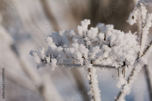Dried plants in a winter park. The plants are covered with beautiful snow patterns. Shot close-up.