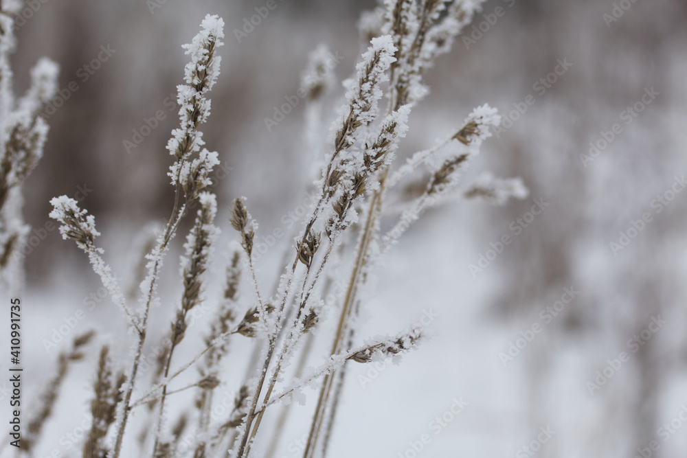 Dried plants in a winter park. The plants are covered with beautiful snow patterns. Shot close-up. Dried plants in a winter park. The plants are covered with beautiful snow patterns. Shot close-up.