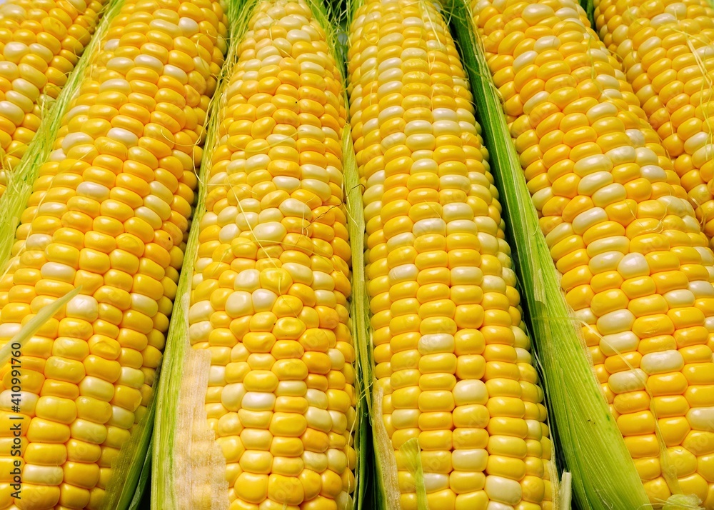 Fresh, yellow cobs of appetizing corn Fresh, yellow cobs of appetizing corn