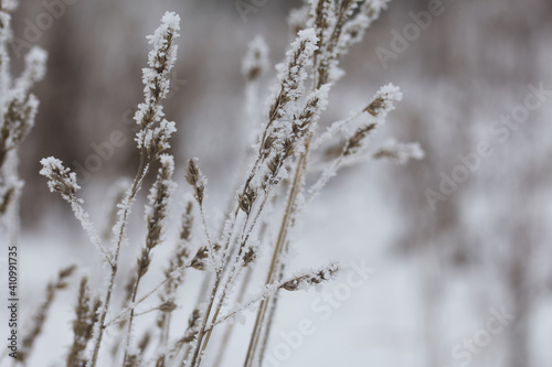 Dried plants in a winter park. The plants are covered with beautiful snow patterns. Shot close-up.