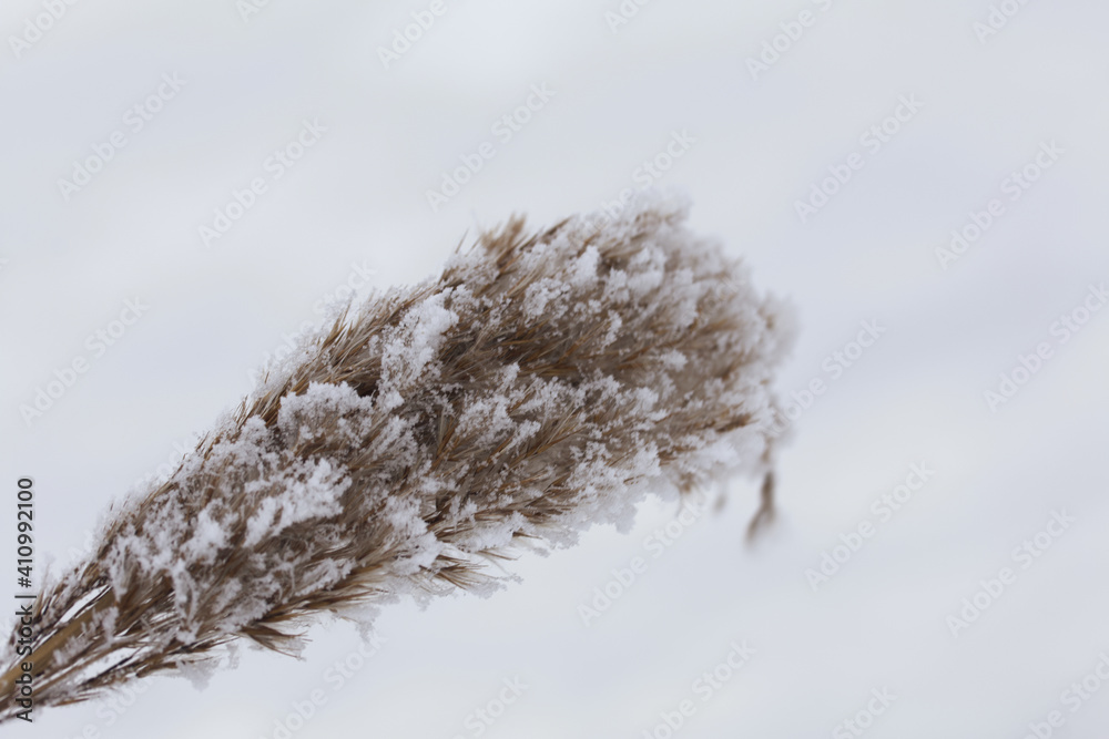 Dried plants in a winter park. The plants are covered with beautiful snow patterns. Shot close-up. Dried plants in a winter park. The plants are covered with beautiful snow patterns. Shot close-up.