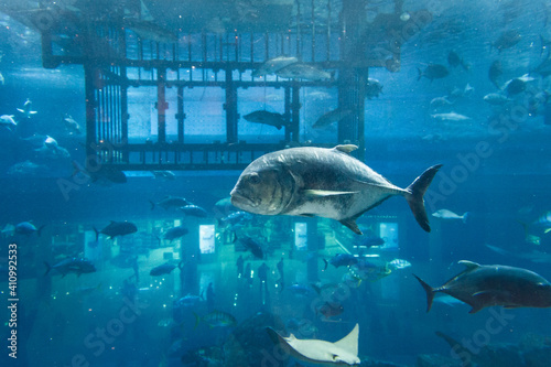 Aquarium in Dubai Mall  United Arab Emirates