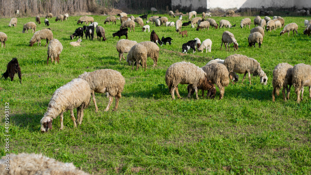 Flock of sheep and goats grazing in an agricultural field of grass Flock of sheep and goats grazing in an agricultural field of grass